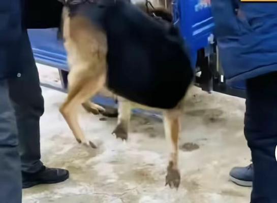 牧羊犬与放羊之间的默契：探索原因与优势全攻略(图3)