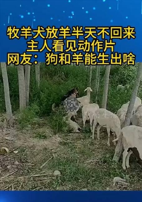 牧羊犬与放羊之间的默契：探索原因与优势全攻略