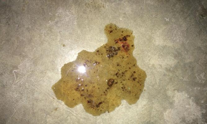 小而香：微观世界中的细小便便形态与生态作用全解析(图3)