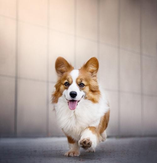 博美犬禁食食品全攻略：从头到尾告诉你不能吃什么(图3)