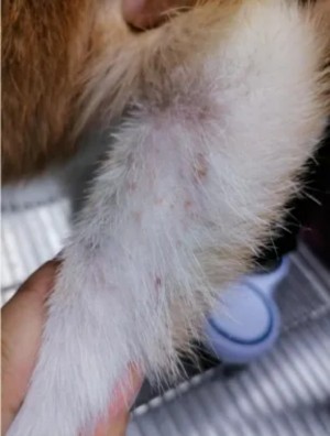 犬跳蚤叮咬性皮炎诊疗指南：从诊断到综合管理(图5)