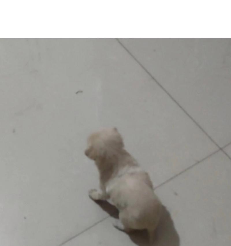 40多天的小狗狗应该吃什么？满足营养需求的饮食全攻略(图1)