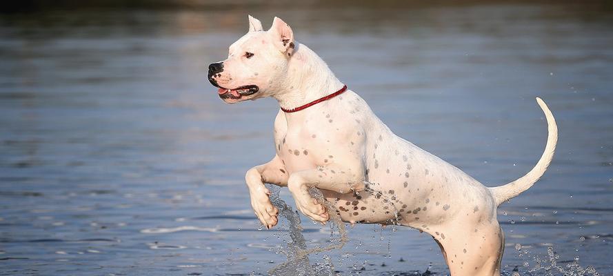 杜高犬能打什么猎物｜狩猎技能与特长全攻略(图1)