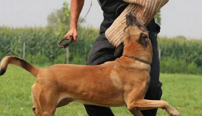 杜高犬能打什么猎物｜狩猎技能与特长全攻略(图2)