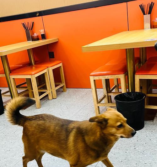 40多天的小狗狗应该吃什么？满足营养需求的饮食全攻略(图2)