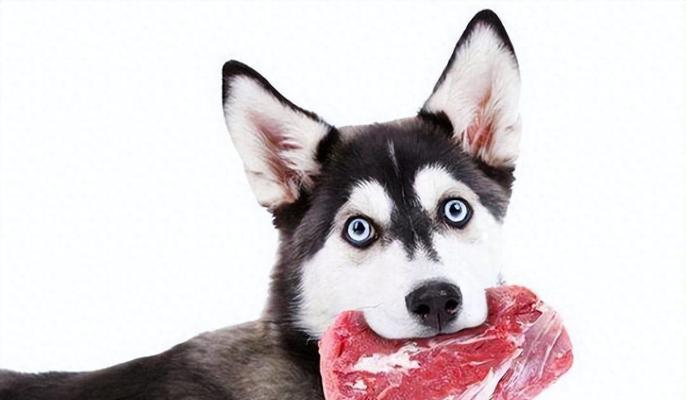 40多天的小狗狗应该吃什么？满足营养需求的饮食全攻略(图3)