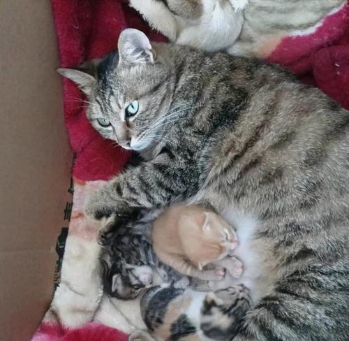 探寻三色狸花猫的迷人之处：品种特点与养育全攻略(图1)