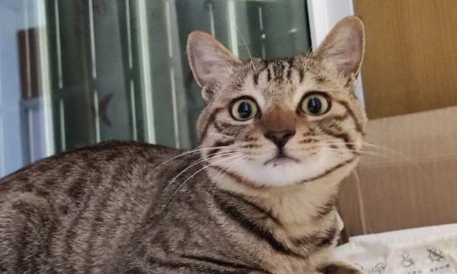 探寻三色狸花猫的迷人之处：品种特点与养育全攻略(图3)