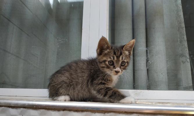 探寻三色狸花猫的迷人之处：品种特点与养育全攻略(图2)