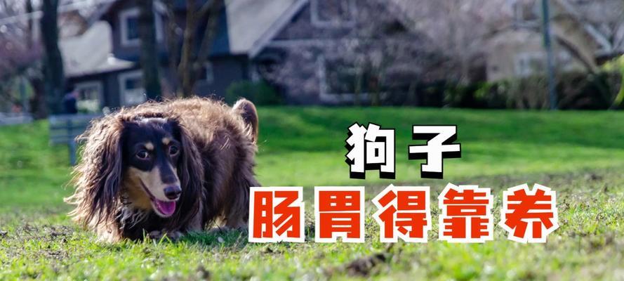 新生狗狗饮食指南：从母乳到固体食物的健康喂养(图1)