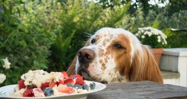 新生狗狗饮食指南：从母乳到固体食物的健康喂养(图2)