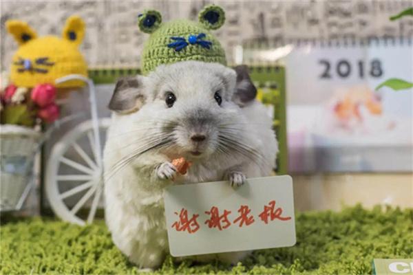 龙猫身上有寄生虫吗？感染原因与防治全攻略(图1)