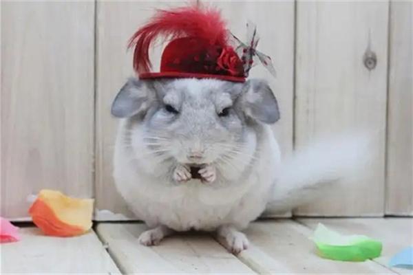 龙猫流口水是怎么回事？原因分析与处理全攻略