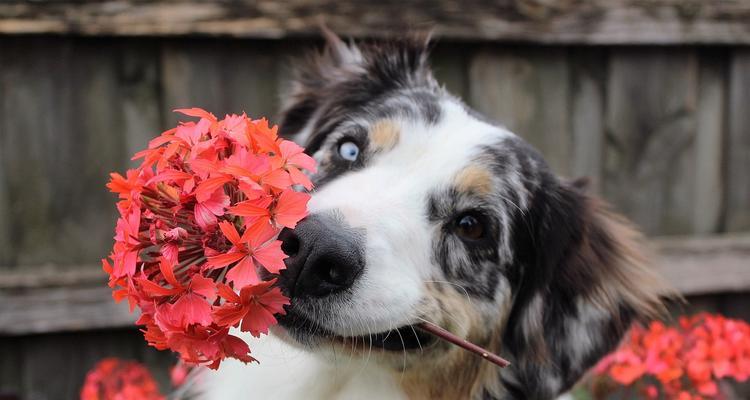 狗狗训练最佳时间全攻略：找出适合您和宠物的理想时段(图3)