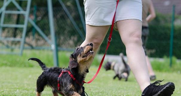 狗狗训练最佳时间全攻略：找出适合您和宠物的理想时段(图1)