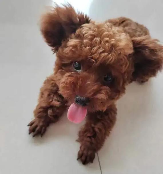 泰迪狗五个月八斤重正常吗？体重发育特点全解析