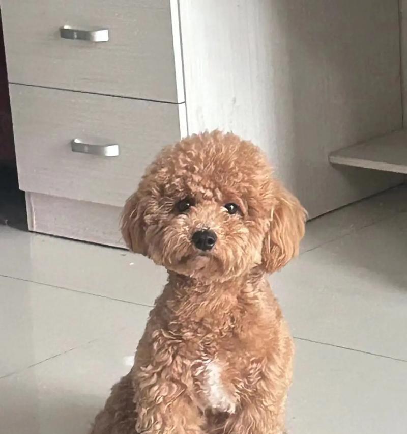 探索泰迪狗五个月八斤重的体型奥秘(揭开泰迪狗成长过程中的体重变化与发育特点)(图2) 探索泰迪狗五个月八斤重的体型奥秘(揭开泰迪狗成长过程中的体重变化与发育特点)(图2)