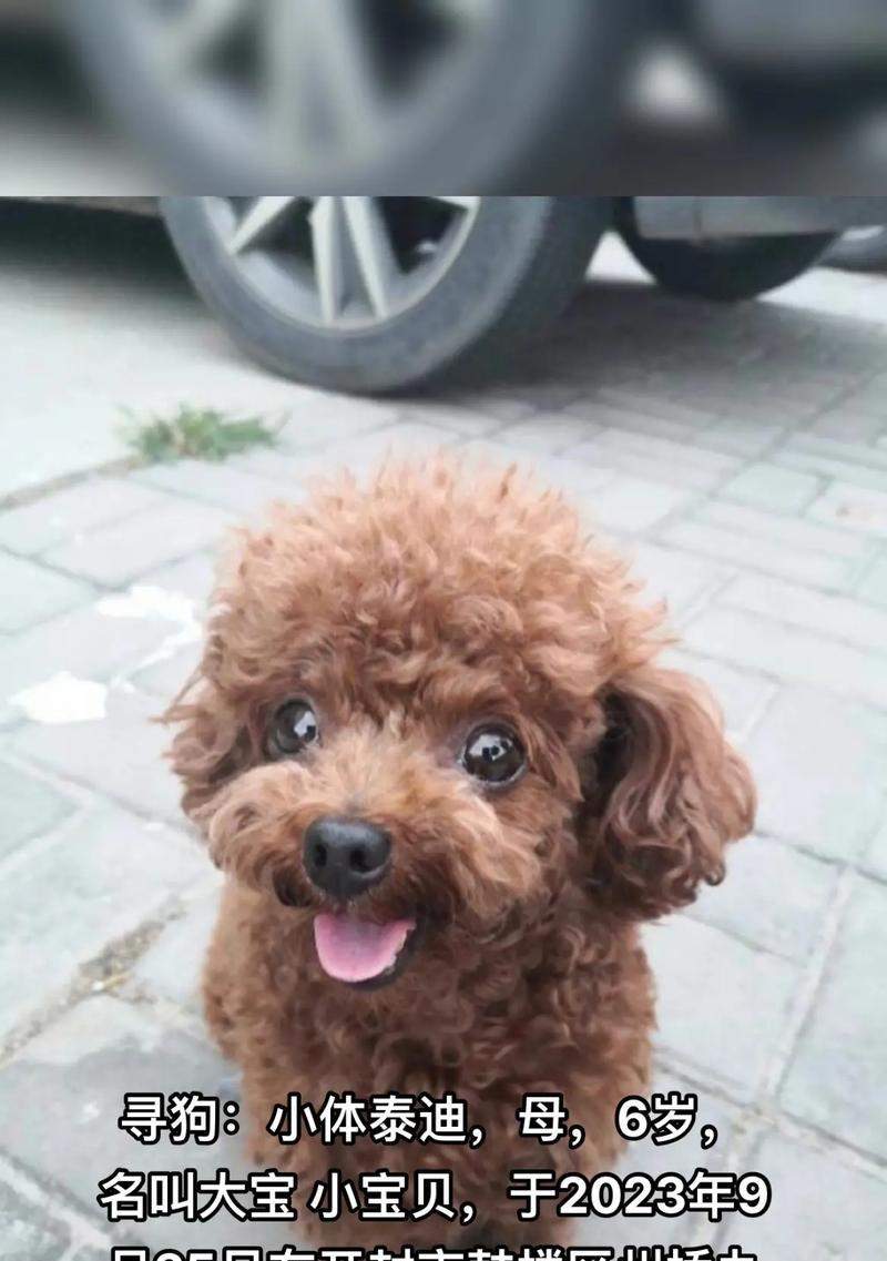 探索泰迪狗五个月八斤重的体型奥秘(揭开泰迪狗成长过程中的体重变化与发育特点)(图3) 探索泰迪狗五个月八斤重的体型奥秘(揭开泰迪狗成长过程中的体重变化与发育特点)(图3)