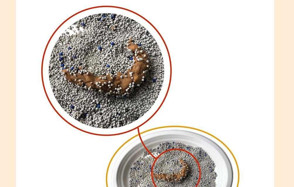 小奶猫不拉屎原因与解决办法|养猫新手实用指南(图3) 小奶猫不拉屎原因与解决办法|养猫新手实用指南(图3)