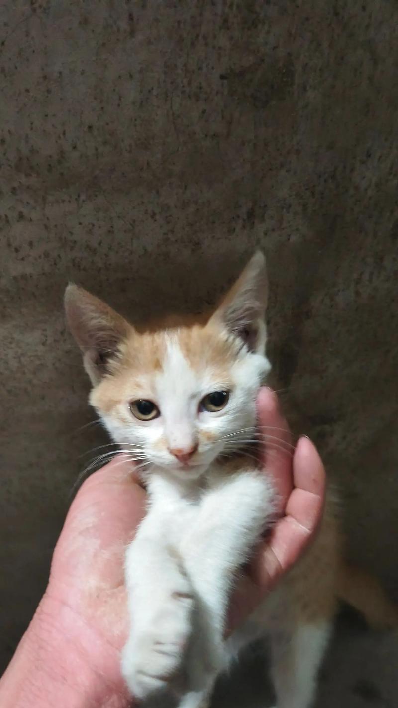 母猫产后饮食指南：提供合适营养保持健康全攻略(图1)