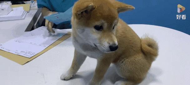 宠物狗每年需要接种的疫苗有哪些？接种注意事项全攻略