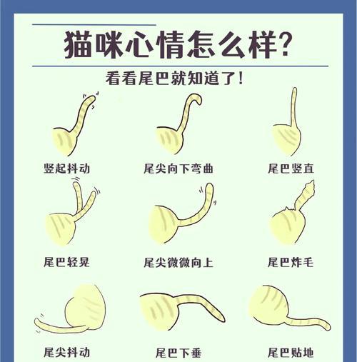 猫尾巴揭示心情的奥秘：从尾巴姿态读懂猫咪内心世界｜实用指南(图2)