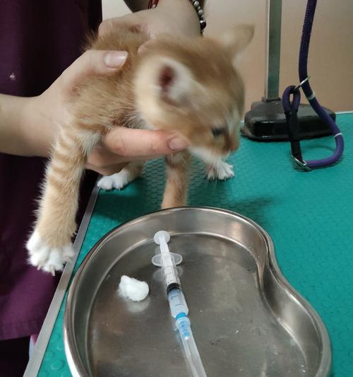 宠物医院治疗与保健全攻略：守护爱宠健康的一站式服务