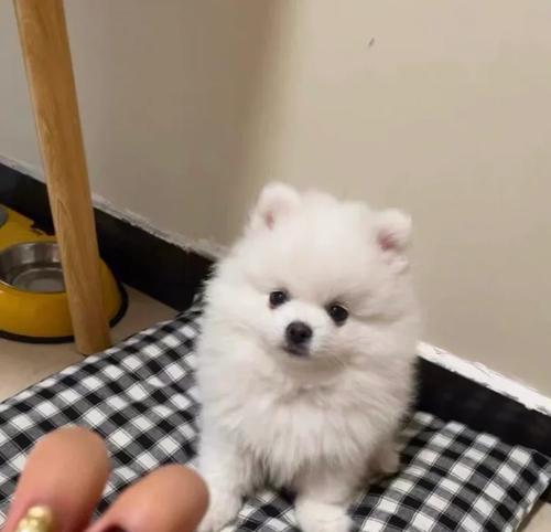 博美犬价格趋势与选择指南：全面解析影响价格的关键因素(图3)