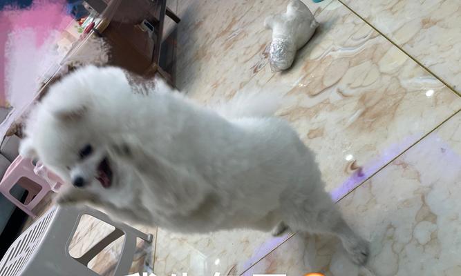 博美犬价格趋势与选择指南：全面解析影响价格的关键因素(图1)