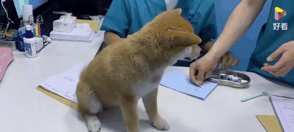 宠物狗每年需要接种的疫苗有哪些?接种注意事项全攻略(图2) 宠物狗每年需要接种的疫苗有哪些?接种注意事项全攻略(图2)