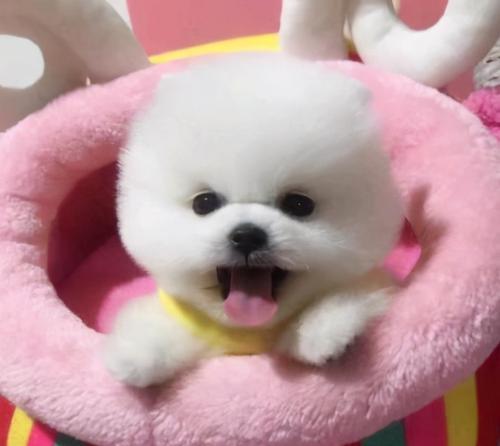 博美犬价格趋势与选择指南：全面解析影响价格的关键因素(图2)