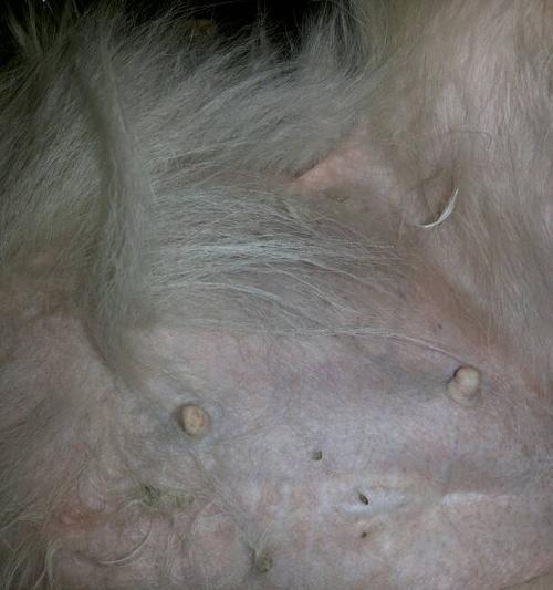 金毛配种二十天的反应全攻略：行为与身体变化详解(图3)