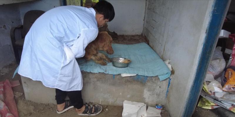 金毛犬瘟禁食清单：15类禁忌食物全攻略
