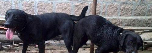 金毛配种二十天的反应全攻略：行为与身体变化详解(图2)