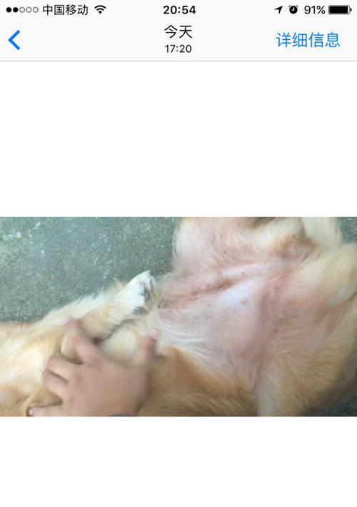 金毛配种二十天的反应全攻略：行为与身体变化详解