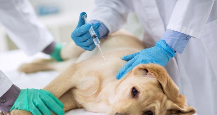 金毛犬瘟禁食清单:15类禁忌食物全攻略(图2) 金毛犬瘟禁食清单:15类禁忌食物全攻略(图2)