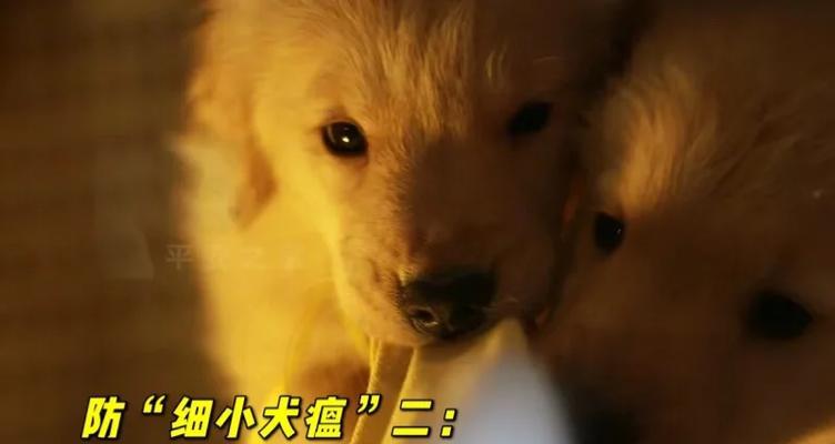 金毛犬瘟禁食清单:15类禁忌食物全攻略(图3) 金毛犬瘟禁食清单:15类禁忌食物全攻略(图3)