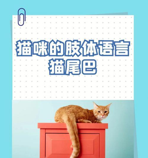 猫尾巴揭示心情的奥秘：从尾巴姿态读懂猫咪内心世界｜实用指南