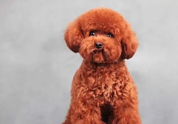 泰迪犬魅力全解析｜饲养指南与健康护理(图2)