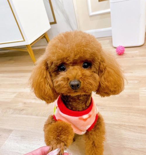 泰迪犬魅力全解析｜饲养指南与健康护理