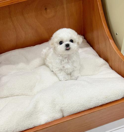 比熊后代魅力全攻略(图2) 比熊后代魅力全攻略(图2)