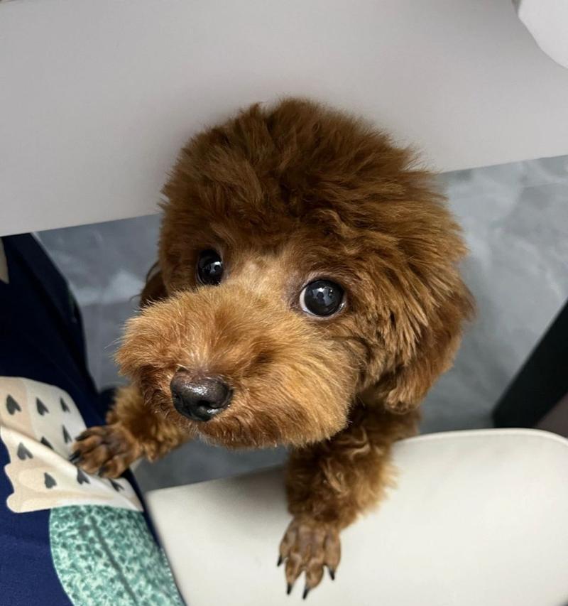 泰迪犬魅力全解析｜饲养指南与健康护理(图3)