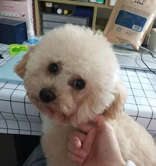 比熊后代魅力全攻略