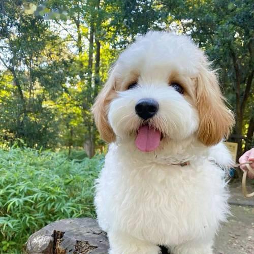 比熊后代魅力全攻略(图3) 比熊后代魅力全攻略(图3)