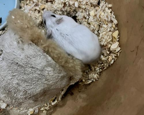 仓鼠咬人原因解析与预防指南(图2)