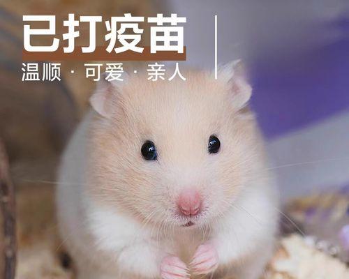 仓鼠咬人原因解析与预防指南(图3)