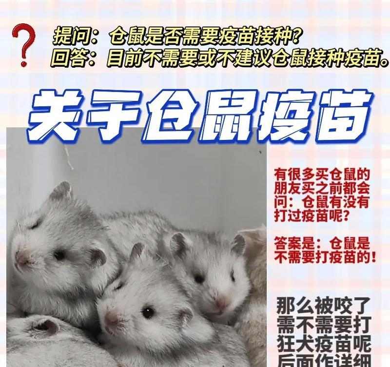 仓鼠咬人原因解析与预防指南
