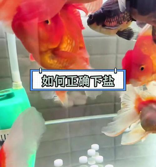 鱼缸加盐全攻略(图3)