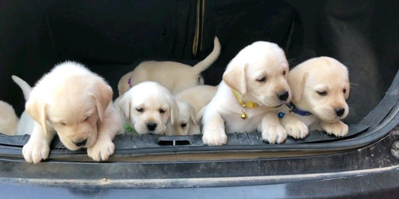 40天小狗科学喂养全攻略(图2)