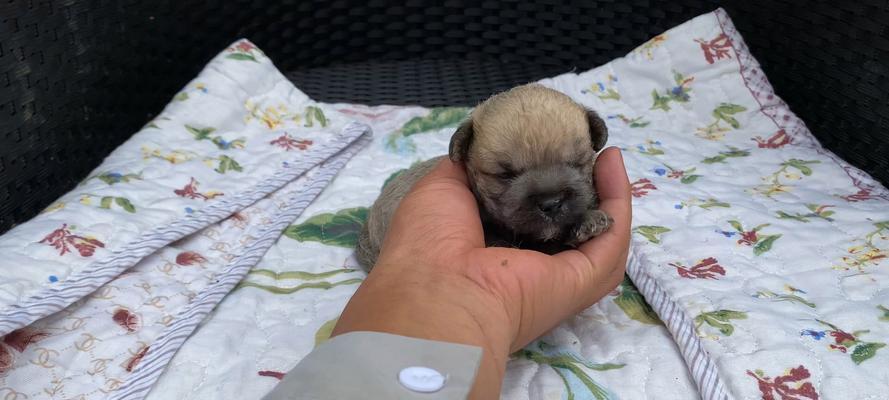 40天小狗科学喂养全攻略(图3)